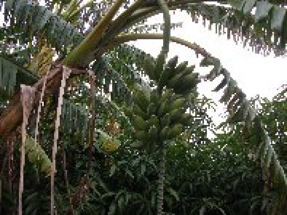 rrubba-Banana 20101226 075